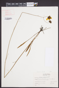 Coreopsis falcata image