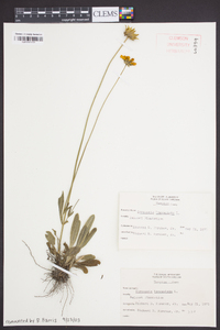 Coreopsis lanceolata image