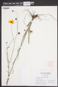 Coreopsis linifolia image