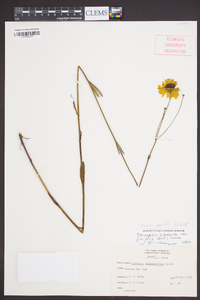 Coreopsis linifolia image