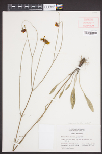 Coreopsis linifolia image