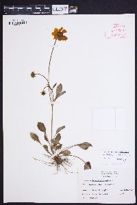 Coreopsis auriculata image