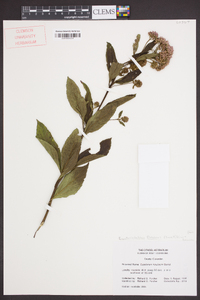 Eupatoriadelphus fistulosus image