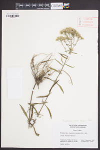 Eupatorium mohrii image