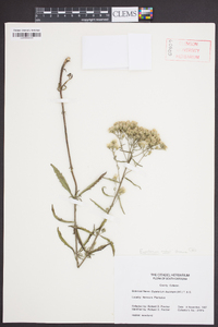 Eupatorium mohrii image