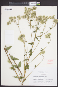 Eupatorium pilosum image