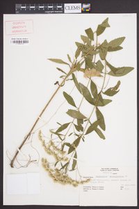 Eupatorium semiserratum image