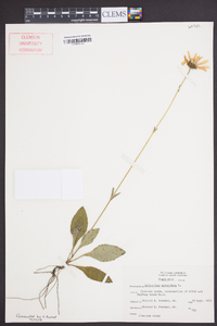 Helianthus atrorubens image