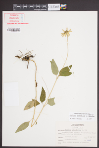 Heliopsis gracilis image