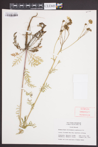 Hymenopappus scabiosaeus image