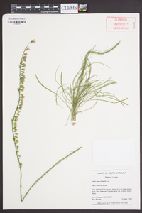 Liatris tenuifolia image