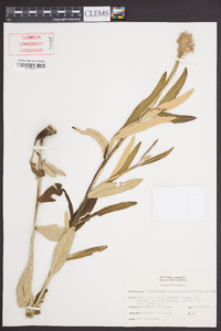 Pterocaulon pycnostachyum image