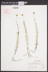 Sclerolepis uniflora image