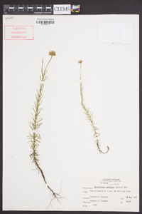 Sclerolepis uniflora image