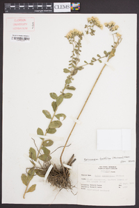 Sericocarpus tortifolius image