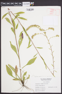 Solidago arguta subsp. caroliniana image