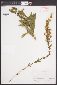 Solidago fistulosa image