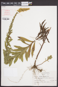 Solidago fistulosa image