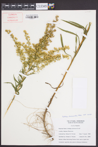 Solidago leavenworthii image