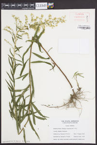 Solidago leavenworthii image