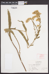 Solidago sempervirens image