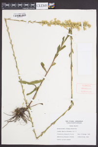 Solidago stricta image