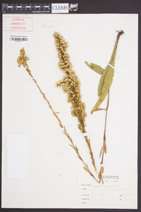 Solidago stricta image