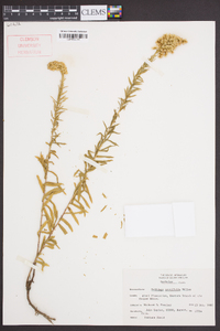 Solidago tortifolia image