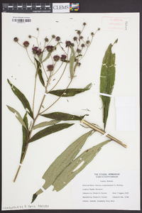 Vernonia noveboracensis image