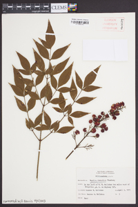 Nandina domestica image