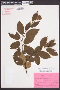 Betula alleghaniensis image