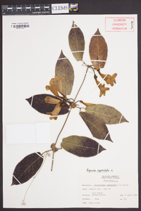 Bignonia capreolata image