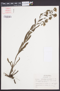 Onosmodium virginianum image