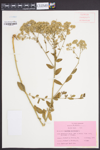 Lepidium latifolium image