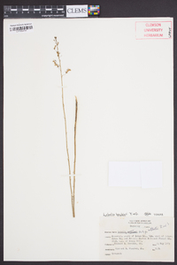 Lobelia boykinii image