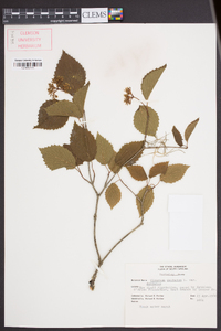 Viburnum dentatum var. dentatum image