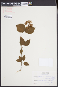 Viburnum dentatum var. dentatum image