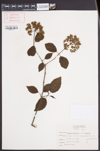 Viburnum dentatum var. dentatum image