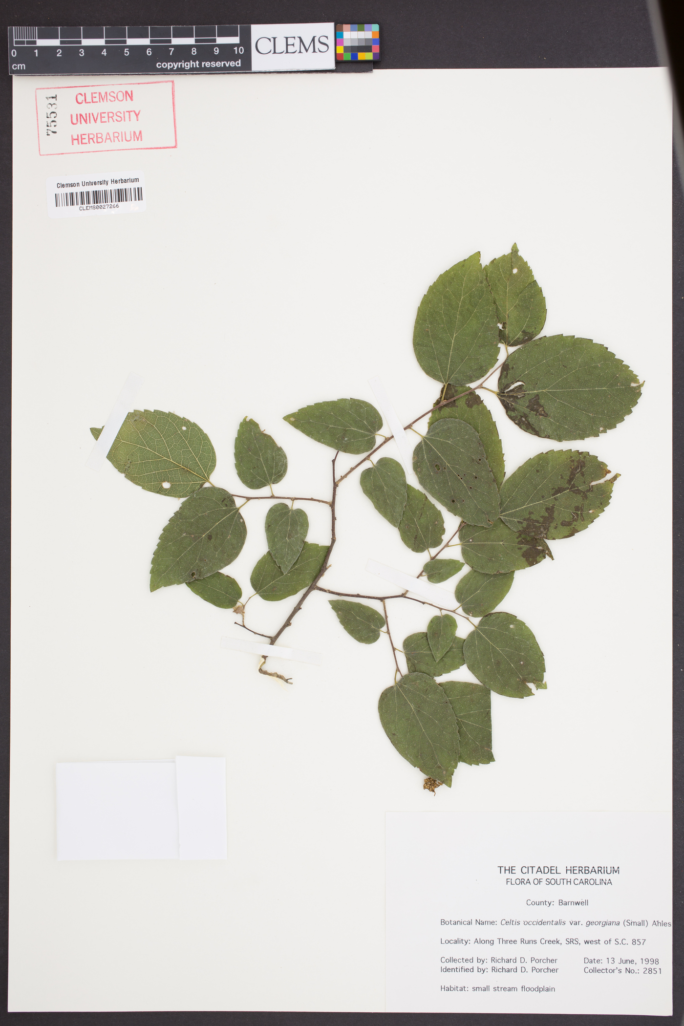 Celtis occidentalis var. georgiana image