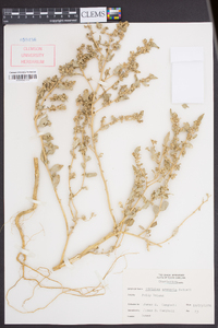 Atriplex arenaria image