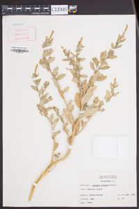 Atriplex arenaria image