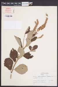 Clethra alnifolia var. tomentosa image