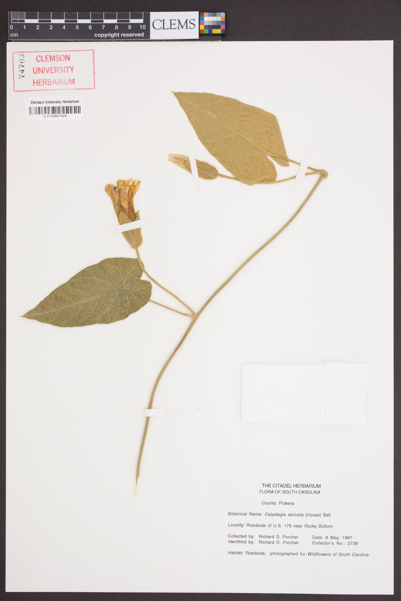Calystegia sericata image