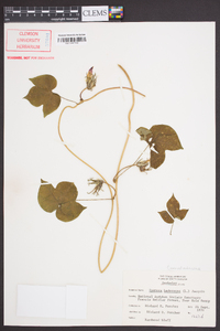 Ipomoea hederacea image