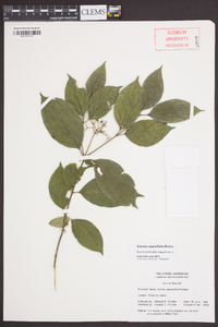 Cornus asperifolia image