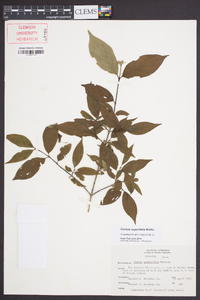 Cornus asperifolia image