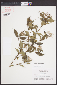 Cornus asperifolia image