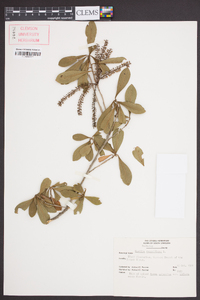 Cyrilla racemiflora image