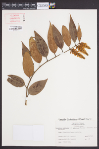 Leucothoe fontanesiana image