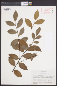 Lyonia lucida image